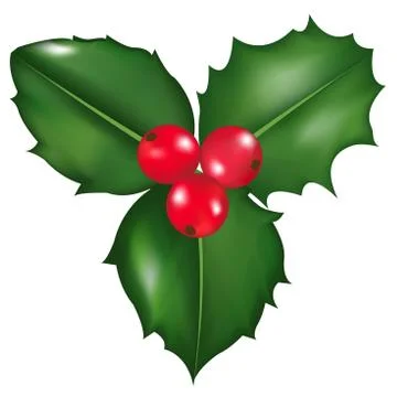 Holly berry Stock Illustration
