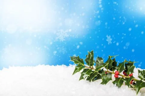 Holly berry Stock Photos