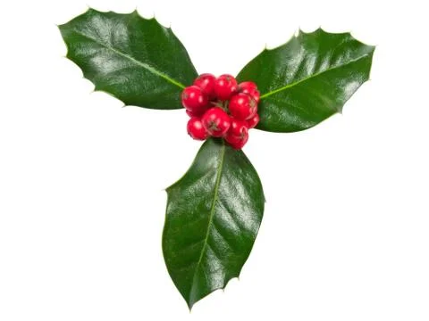 Holly Berry used for christmas decorations Stock Photos