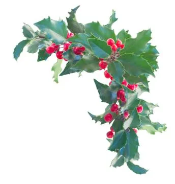 Holly branch boder Stock Photos