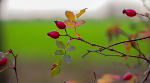 Holly Branch Stock Footage 32492409