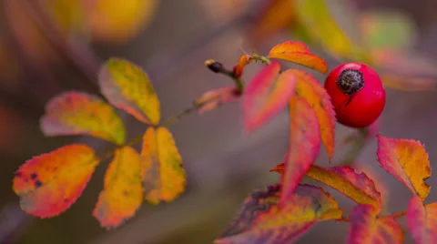 Holly Branch Stock-Footage 32492486