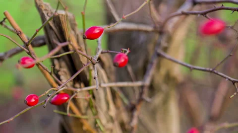 Holly Branch Stock-Footage 32492596