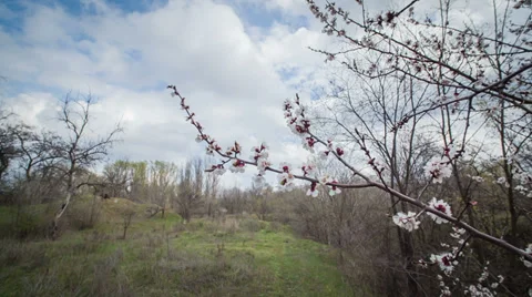 Holly Branch Stock Footage 37162913