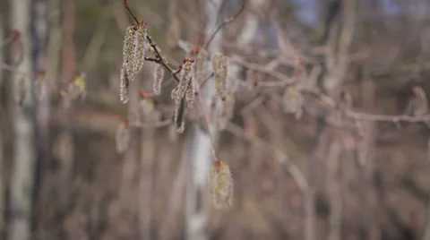 Holly Branch Stock Footage 37172056