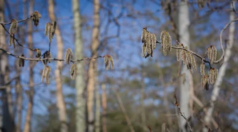 Holly Branch Stock Footage 37172106