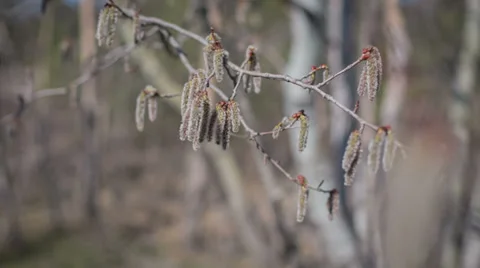 Holly Branch Stock Footage 37172172