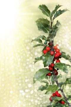 Holly branch Stock Photos