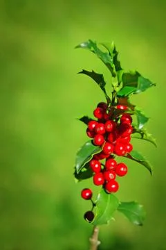 Holly branch Stock Photos