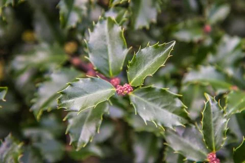 Holly branch Stock Photos