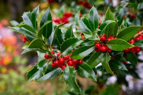 Holly branch with red berries and green leaves in soft light. Stock Photos