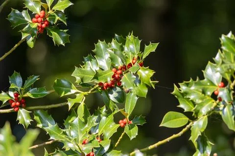 Holly branches featuring vibrant red berries and glossy green leaves in sun.. Stock Photos