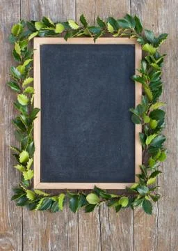 Holly branches Stock Photos