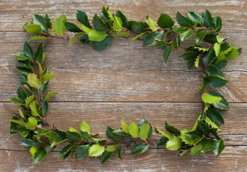 Holly branches Stock Photos