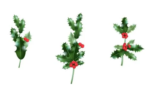 Holly branches set Stock Illustration