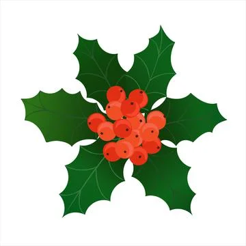 Holly bunch with red berries. Vector christmas decoration element with evergr Stock Illustration
