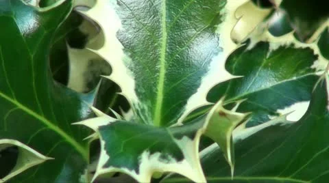 HOLLY BUSH Stock Footage 10876503