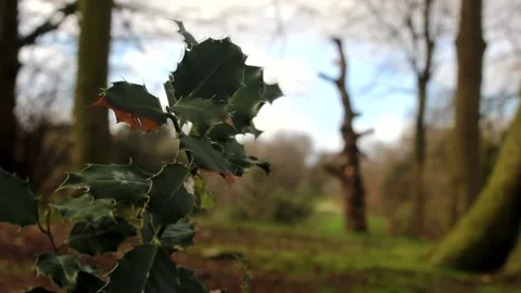 Holly Close Up Static RAW Stock Footage 237261221