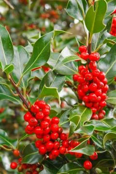 Holly closeup Stock Photos
