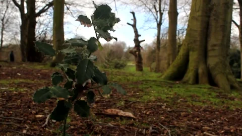 Holly Crane Down RAW Stock Footage 237261225