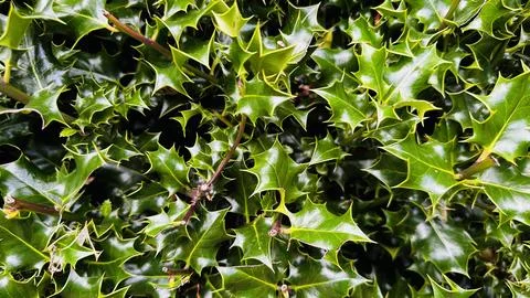 Holly Flower Stock Photos