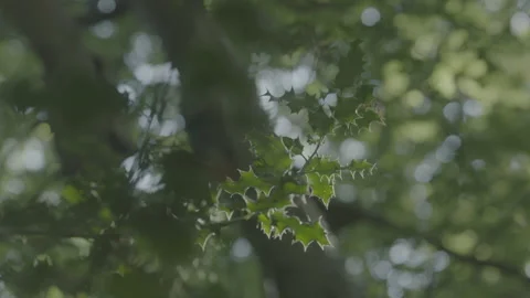 HOLLY Stock Footage 306409172