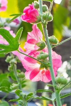 Holly hock. Stock Photos
