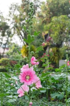 Holly hock. Stock Photos