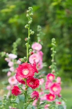 Holly hock. Stock Photos