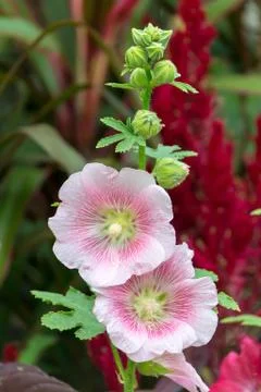 Holly hock. Stock Photos