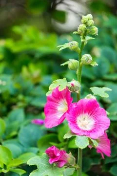 Holly hock. Stock Photos