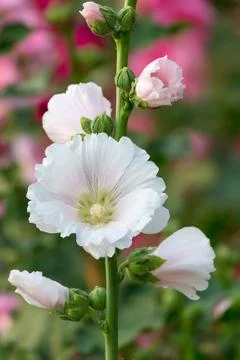 Holly hock. Stock Photos