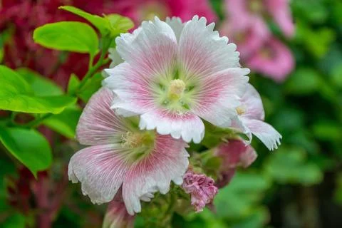 Holly hock. Stock Photos
