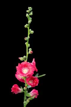 Holly hock. Stock Photos