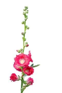 Holly hock. Stock Photos