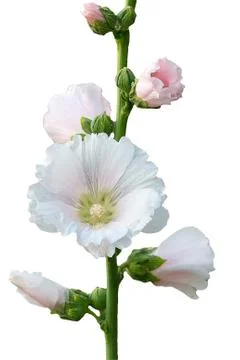 Holly hock. Foto stock