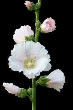 Holly hock. Stock Photos