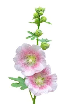 Holly hock. Stock Photos