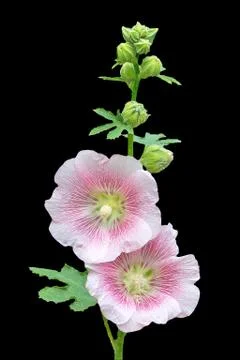 Holly hock. Stock Photos