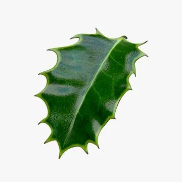 holly leaf
