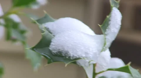 Holly Leaf Covered in Snow Stock Footage 18084244