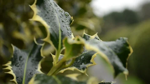 Holly leaf Stock Footage 27843749