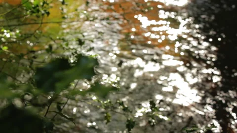 Holly Leaf in foreground of stream Stock Footage