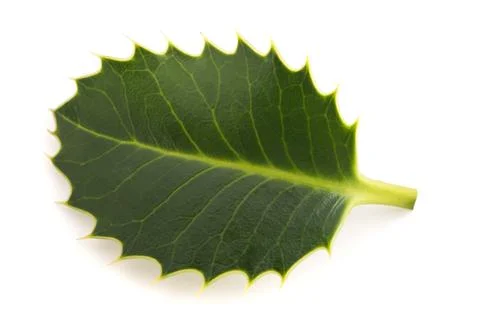 Holly leaf Stock Photos