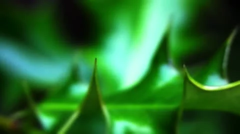 Holly leaf with thorns Video stock 10824398