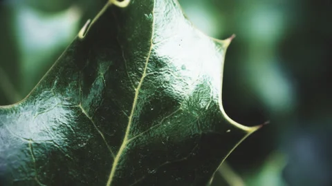 Holly leaf vintage colour pull look close up stock footage Stock Footage 344718900