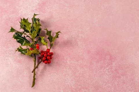Holly leaves and berries against a background, with copy space Stock Photos