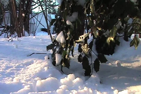 Holly Leaves Stock Footage 1067991