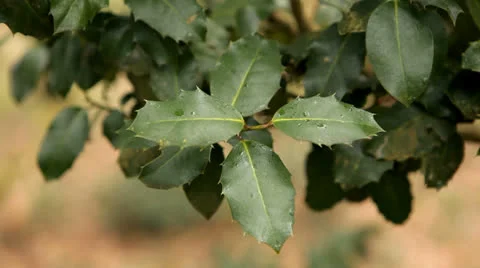 Holly Leaves Stock Footage 22702147