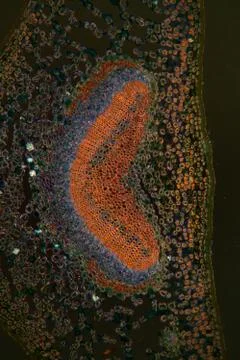 Holly palm leaf under the microscope 100x Stock Photos